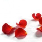 rose petals